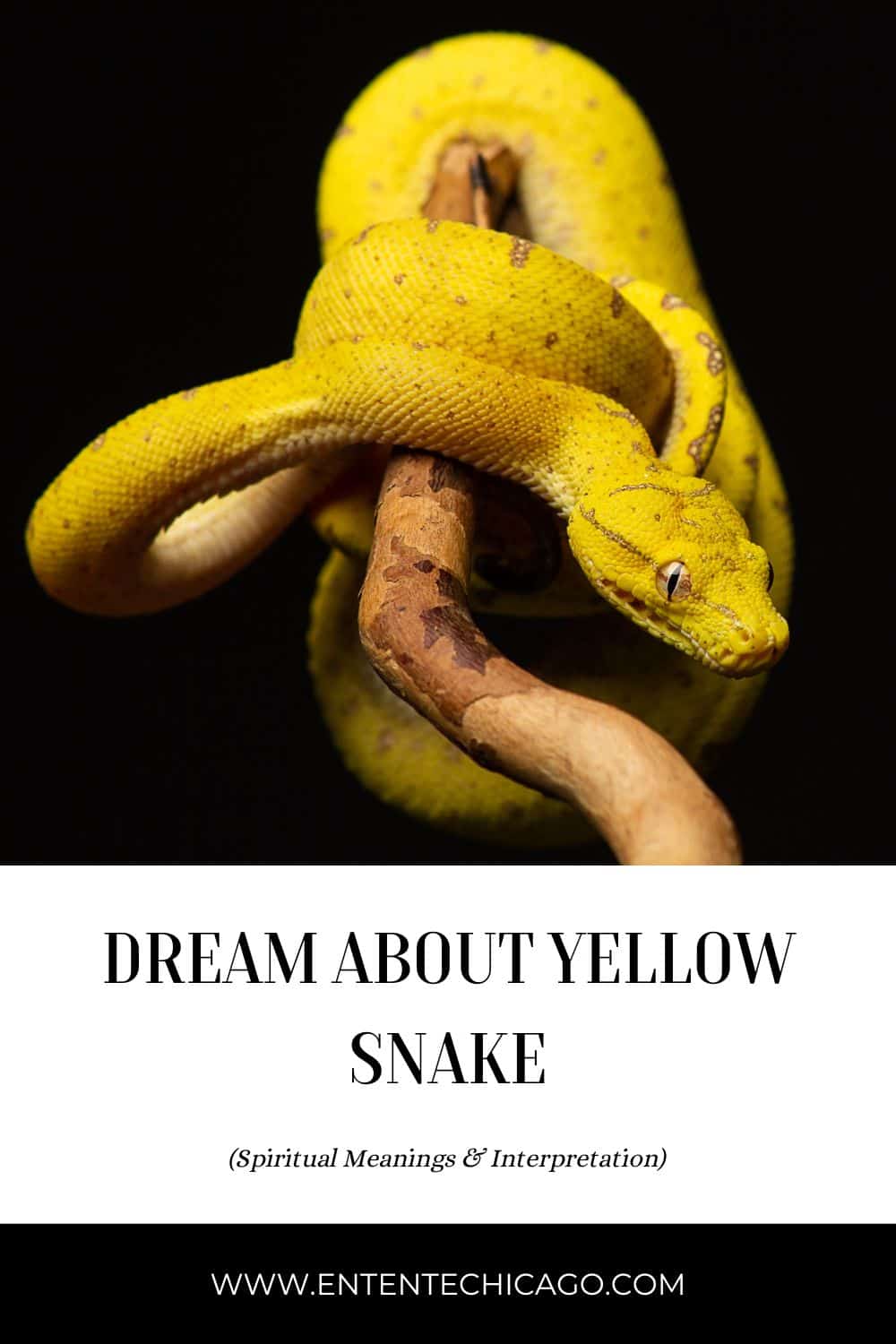 4. Dreams About Yellow Snakes