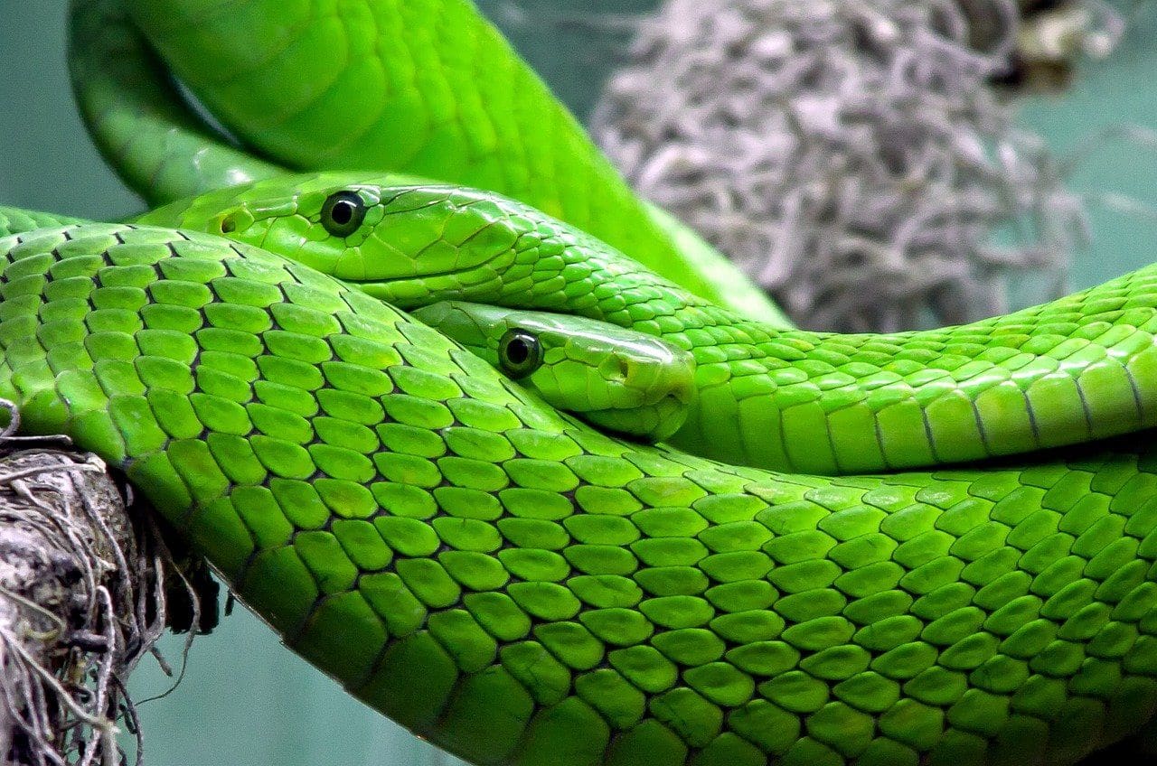 6. Dreams About Green Snakes