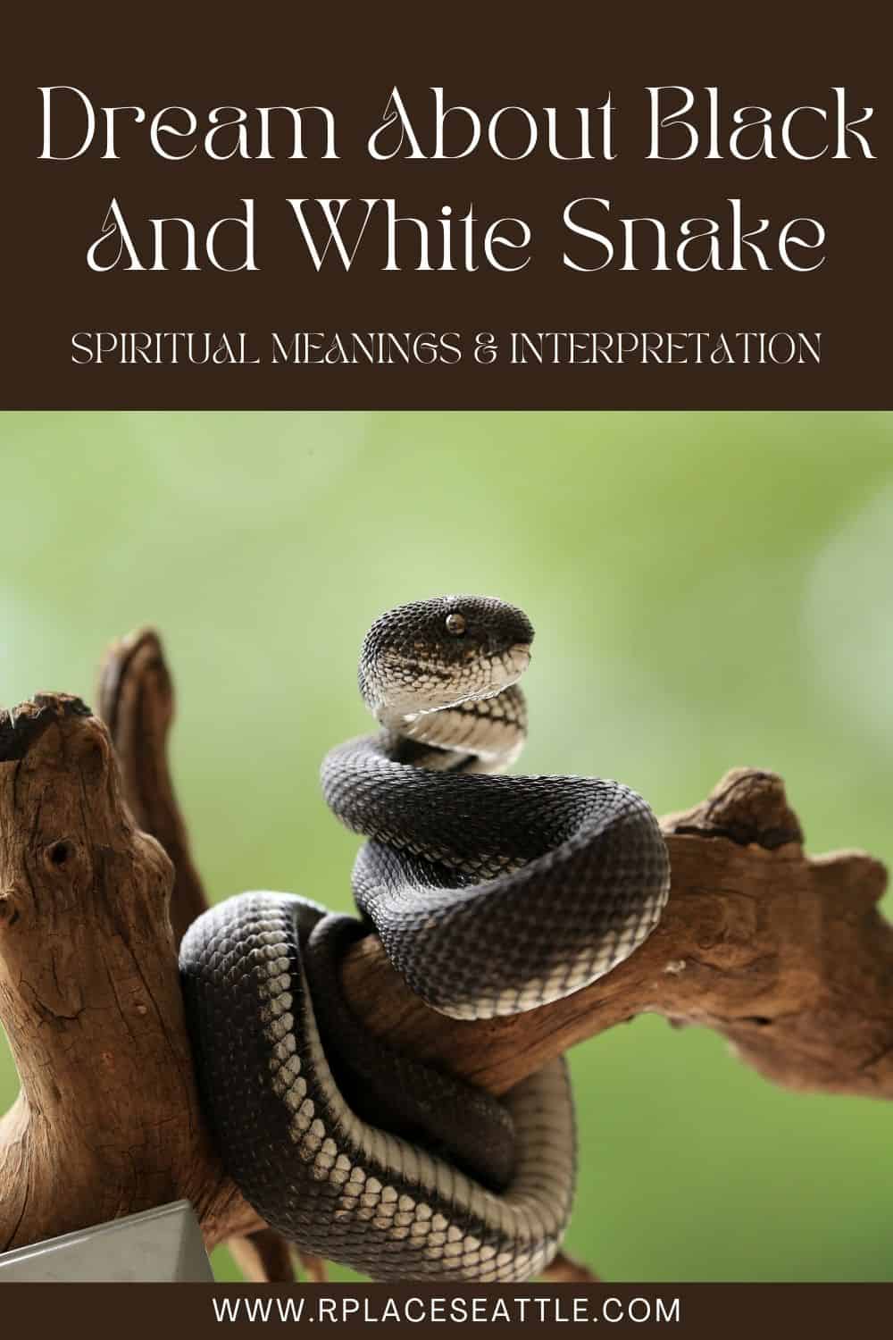 Common Dreams In Relation To Black Snakes