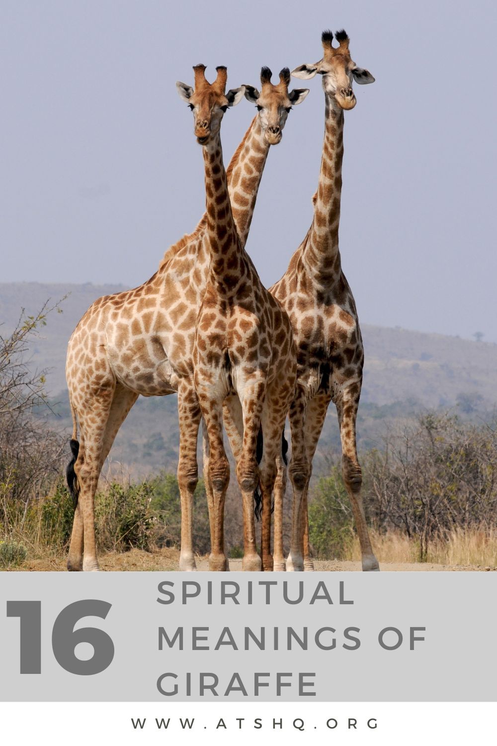 Giraffe Symbolism In Different Religions