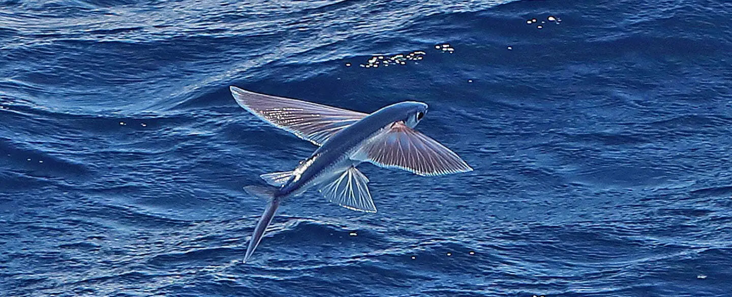 Interpreting Dreams Of Flying Fish