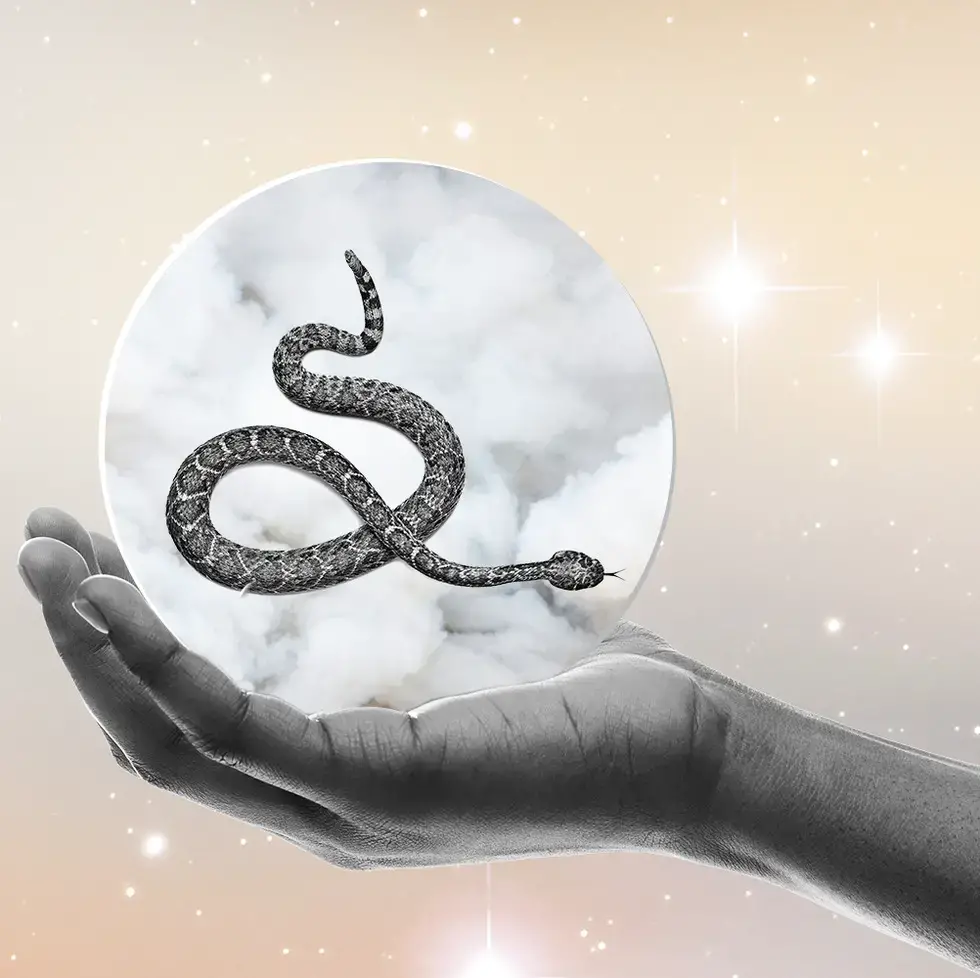What Does A Black Snake In A Dream Mean?