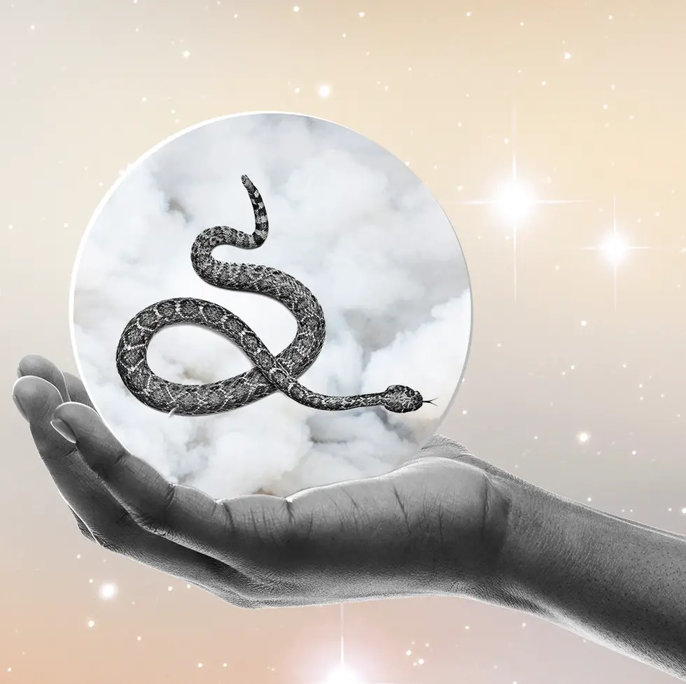 What Does A Black Snake In A Dream Mean?