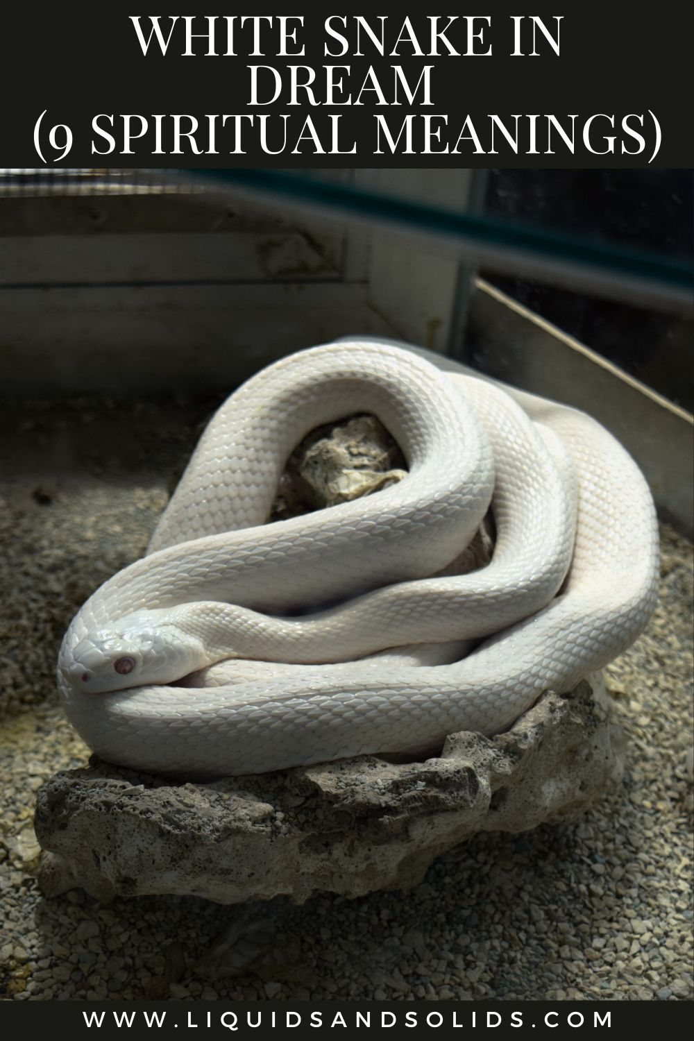 White Snake As A Messenger