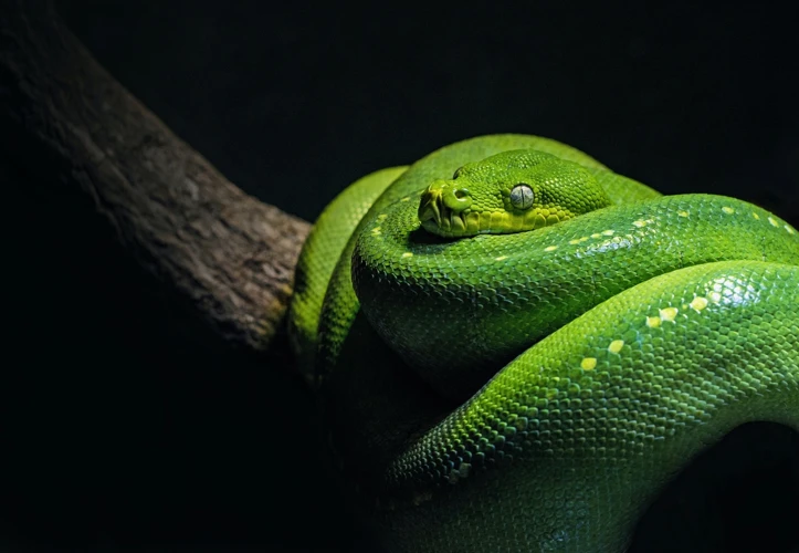 Common Questions About Dreams Of Snakes