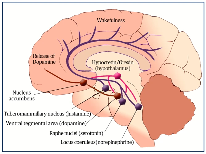 Current Research On Narcolepsy