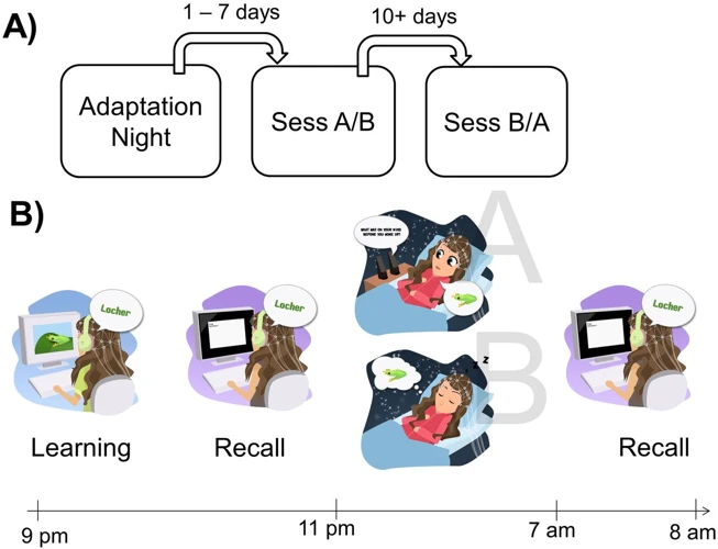 Factors That Affect Dreaming And Memory Consolidation