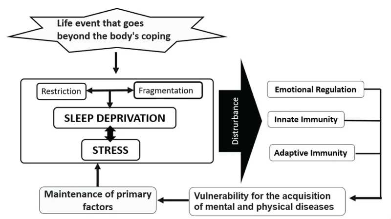 How Rem Sleep Influences Emotional Regulation