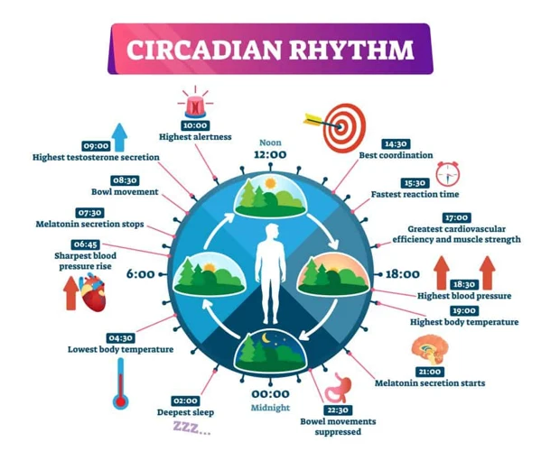 How To Manage Circadian Rhythm Sleep Disorders