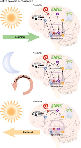 Neurochemical Processes In Rem Sleep