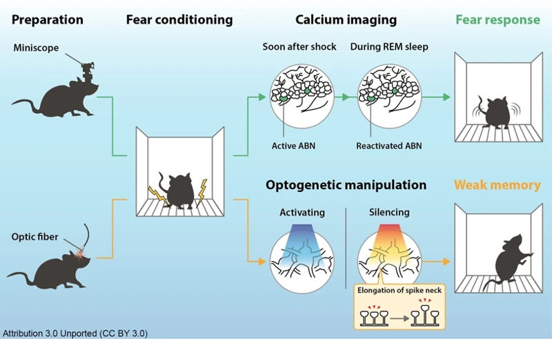 Rem Sleep And Memory Consolidation