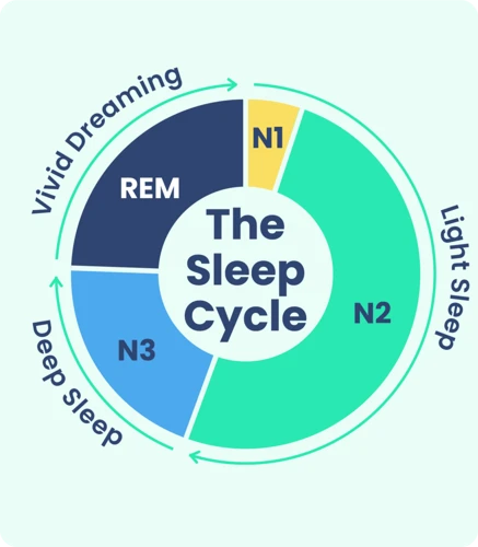 The Basics Of The Sleep Cycle