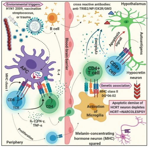 The Connection Between Narcolepsy And Rem Sleep Dysfunction