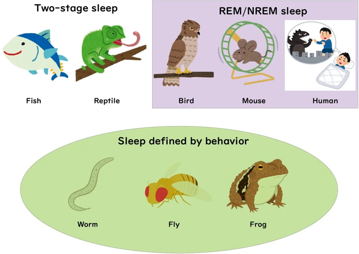 The Evolutionary Role Of Non-Rem Sleep