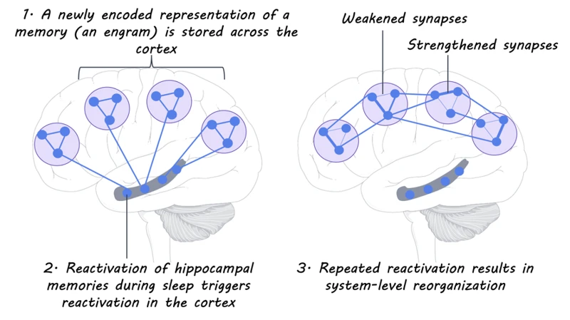 The Link Between Rem Sleep And Learning