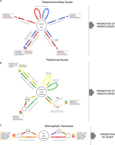 The Neurotransmitters Involved In The Sleep Cycle