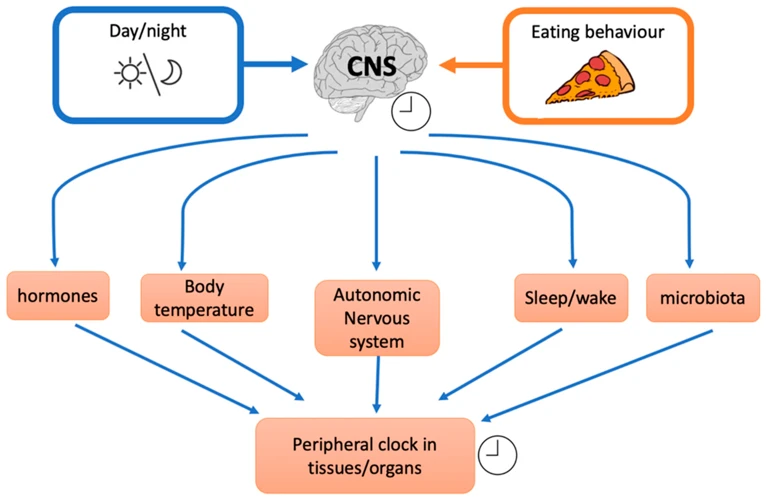 The Role Of Meal Timing And Frequency
