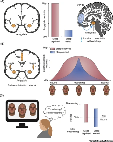 The Role Of Sleep In Emotional Regulation