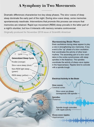 The Role Of The Brain In Generating Dreams