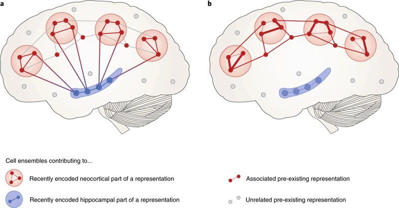 The Science Behind Memory Consolidation