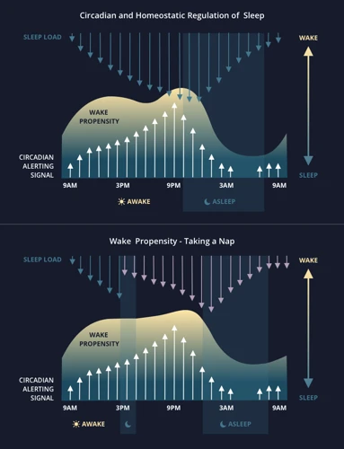 The Science Behind Napping And Sleep