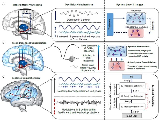 The Three Stages Of Memory Consolidation During Sleep