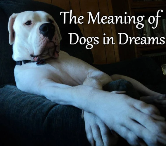 Types Of Dog Dreams And Their Interpretations