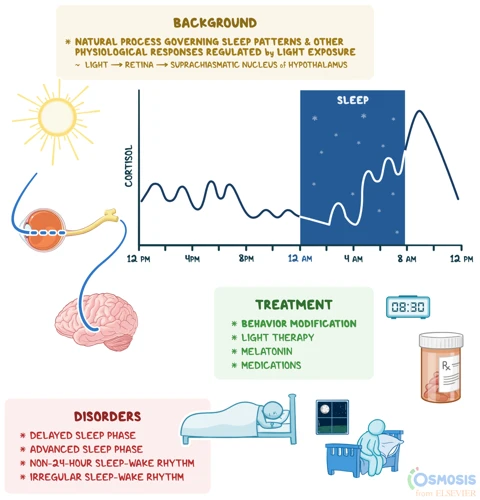 Understanding Circadian Rhythm