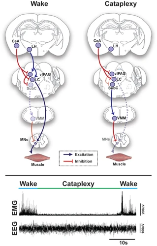 Understanding Rem Sleep