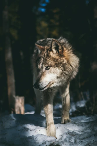 Understanding Wolf Symbolism In Dreams