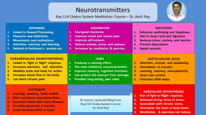 What Are Neurotransmitters?